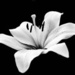 White Lilly