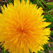 Pampeliška - dandelion