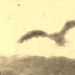 Birdtree