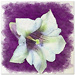 JZ Flowers