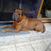 kvído 2012