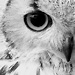 HIBOU