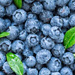 L.B - Blueberry