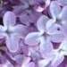 Syringa