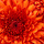 anus59