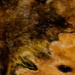drrat68