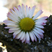 Bellisbellis