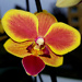 OrchidBeauty