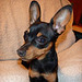 Odie