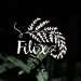 Filix