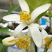 Ljube
