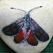 vretenuska