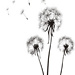 Dandelions