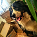 Pleteni-BJ