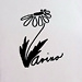 Avino