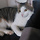 PawsAndClaws