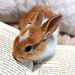 Bunny shop