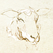 oaia