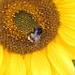 pansy