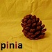 pinia