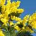 il.fiore