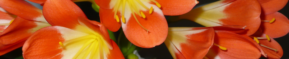 Banner profilu