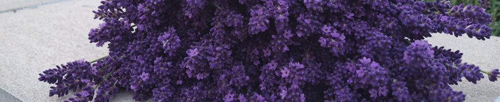 Banner profilu