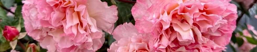 Banner profilu
