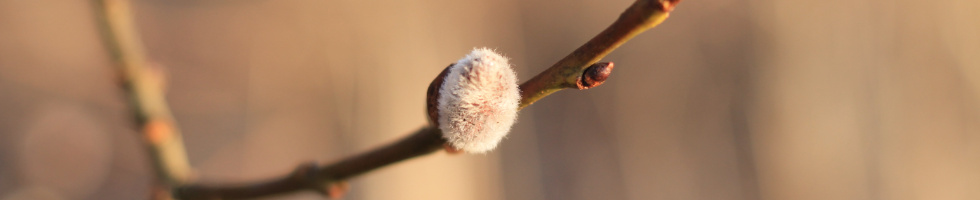 Banner profilu