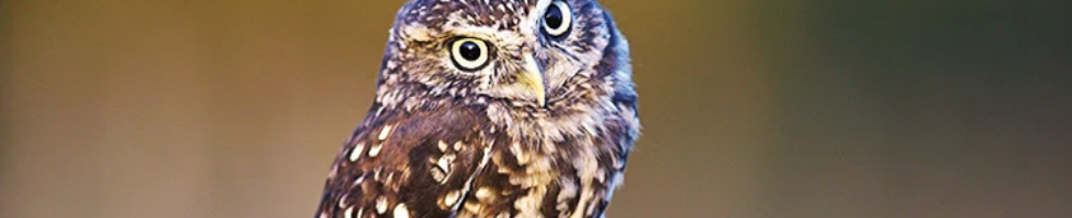 Banner profilu