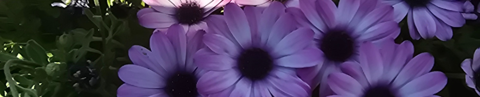 Banner profilu