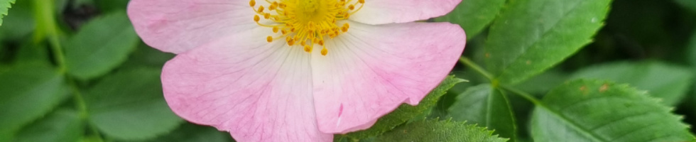 Banner profilu