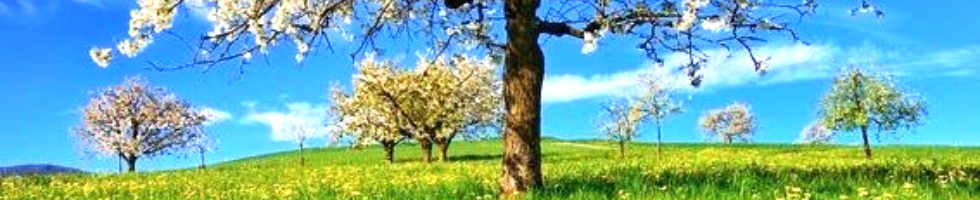 Banner profilu