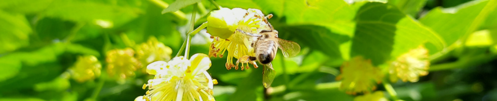 Banner profilu