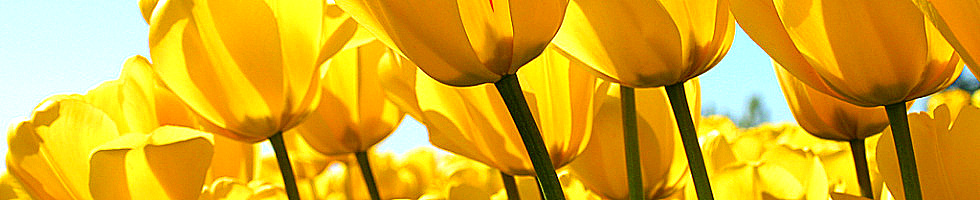 Banner profilu