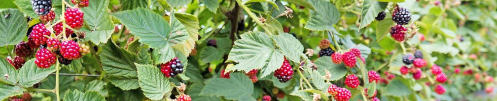 Banner profilu