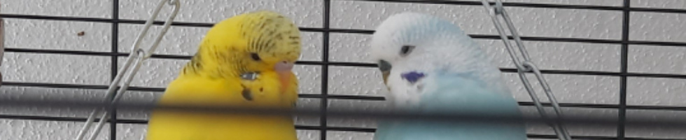 Banner profilu