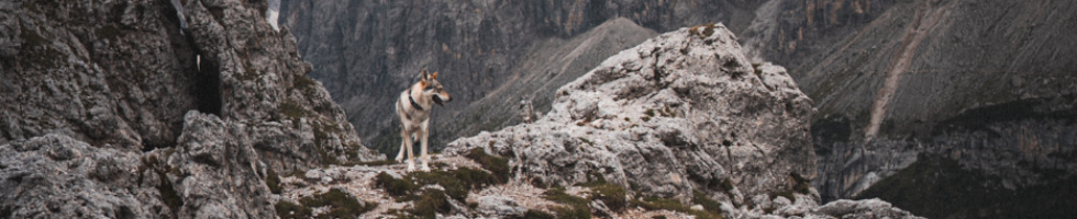 Banner profilu