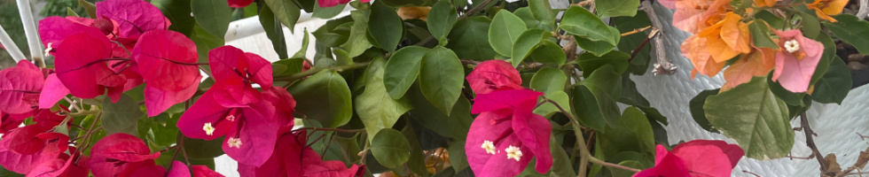 Banner profilu