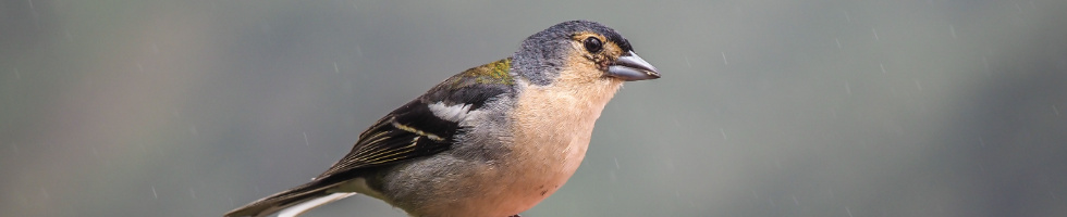 Banner profilu