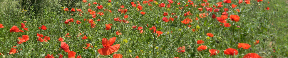 Banner profilu