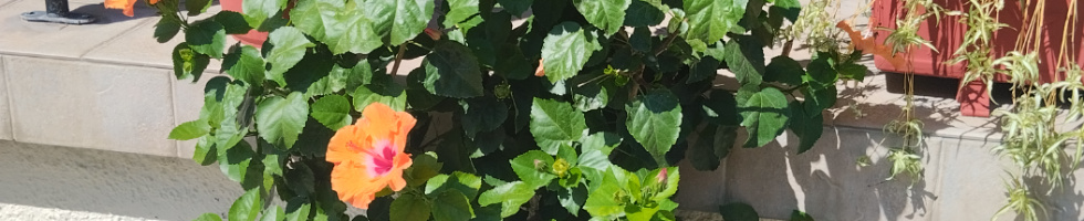 Banner profilu