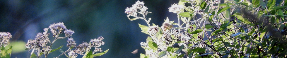 Banner profilu