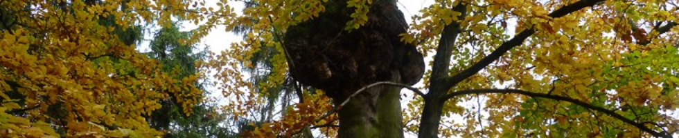 Banner profilu