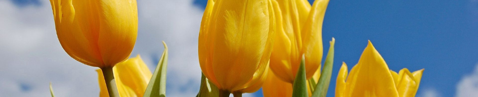 Banner profilu
