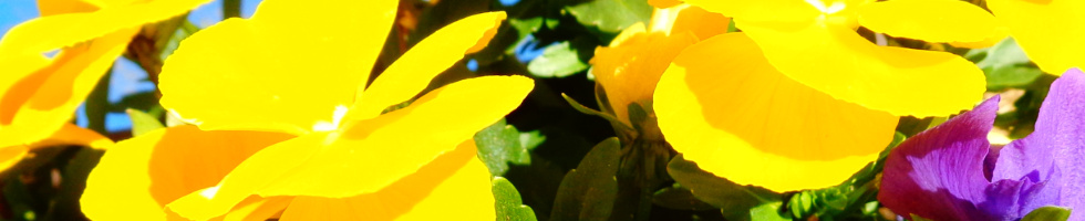 Banner profilu