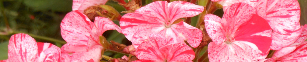 Banner profilu