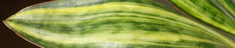 Banner profilu