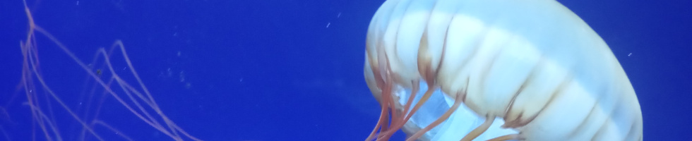 Banner profilu