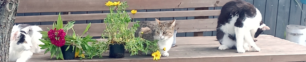 Banner profilu